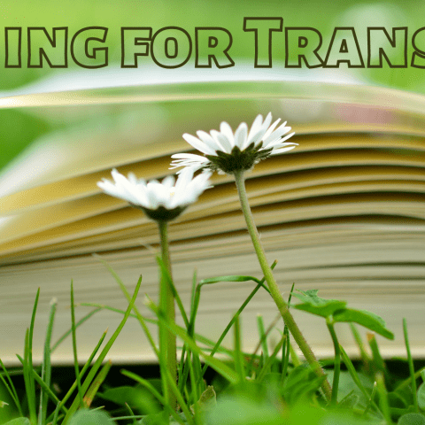 Picture of an open book on a bed of grass with two daisys in the foreground. At the top are the words 'Training for Transition'